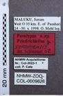 Etikett zu Priopus aequalis (Candèze, 1878)